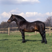 Picture of shilstone rocks okement, dartmoor stallion full body 