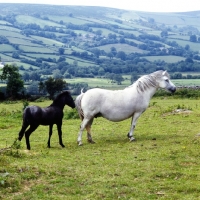 Picture of shilstone rocks rockfall, dam of snowfall, dartmoor mare and foal 