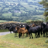 Picture of shilstone rocks sanduck, bay in centre with group of dartmoor mares and foals returning from the moor