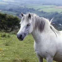 Picture of shilstone rocks snowfall, beautiful dartmoor mare head and shoulders