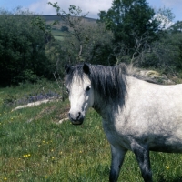 Picture of shilstone rocks snowfall, dartmoor pony mare with moorland background