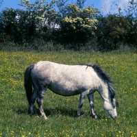 Picture of shilstone rocks snowfall, dartmoor mare grazing full body 