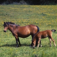 Picture of shilstone rocks whirlpool  dartmoor pony mare with foal 