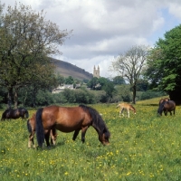 Picture of shilstone rocks whirlpool, dartmoor mare and foal with group grazing in field at widecombe-in-the-moor
