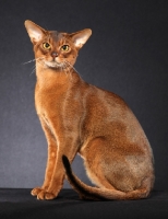 Picture of shiny Abyssinian