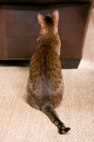 Picture of shiny Bengal back view