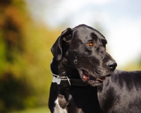 Picture of shiny black Great Dane