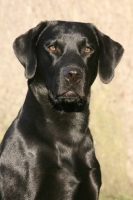 Picture of shiny black Labrador Retriever