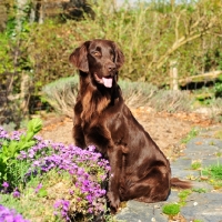 Picture of shiny Flat Coated Retriever