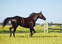 Picture of shiny quarter horse in field