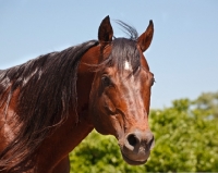 Picture of shiny quarter horse, portrait