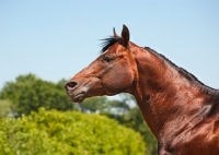 Picture of shiny quarter horse, side view