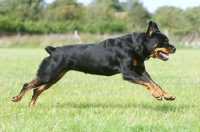 Picture of shiny Rottweiler, running