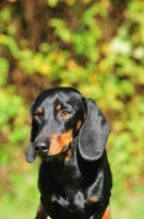 Picture of shiny smooth miniature Dachshund