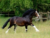 Picture of shire cross horse