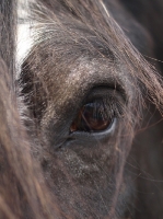 Picture of Shire eye close up