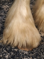Picture of shire hoof close up