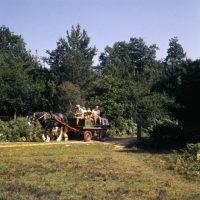 Picture of shire horse and trolly drive in new forest