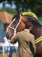 Picture of Shire horse at a show