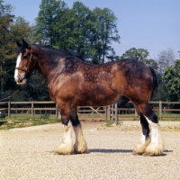 Picture of shire horse at courage shire horse centre