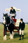 Picture of shire horse at display on smiths lawn