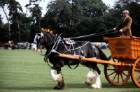 Picture of shire horse at driving championships, trade turnout