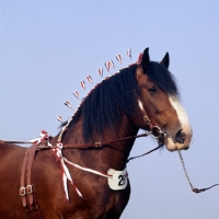 Picture of shire horse at show head study