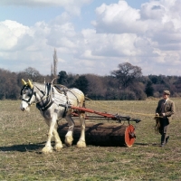 Picture of shire horse at spring working