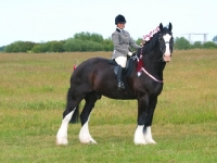 Picture of Shire horse being ridden