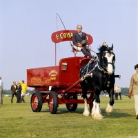 Picture of shire horse driven in a display, windsor