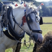 Picture of shire horse eating hay 