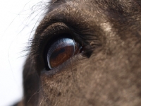 Picture of Shire horse eye