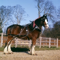 Picture of shire horse from courage brewery with harness
