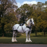 Picture of shire horse from watneys in hyde park