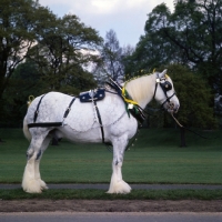 Picture of shire horse from watneys in hyde park
