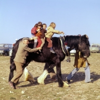 Picture of shire horse giving rides for children