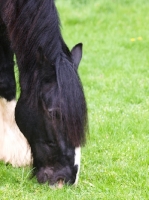 Picture of Shire horse grazing