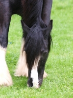Picture of Shire horse grazing