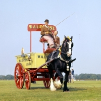Picture of shire horse in a display, windsor