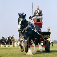 Picture of shire horse in display at smiths lawn