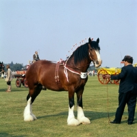 Picture of shire horse in display on smiths lawn