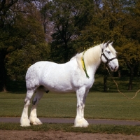 Picture of shire horse in hyde park, watneys
