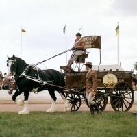 Picture of shire horse in ring at Peterborough show