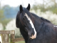 Picture of Shire horse looking back
