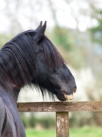 Picture of Shire horse looking over fence
