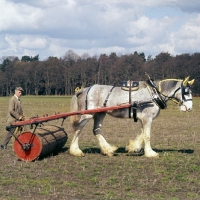 Picture of shire horse on harness