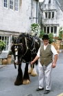 Picture of shire horse parading, with handler, through painswick village, cotswolds, gloucestershire