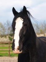 Picture of Shire horse portrait, black and white colour