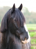 Picture of Shire horse portrait