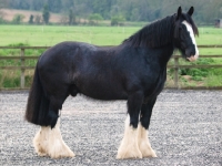 Picture of Shire horse, posed
